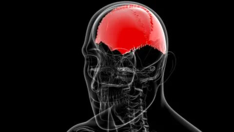 Human Skeleton Skull Parietal Bone Anatomy For Medical Concept Stock Illustration