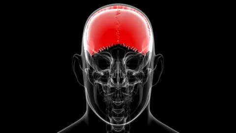 Human Skeleton Skull Parietal Bone Anatomy For Medical Concept Illustrazione stock