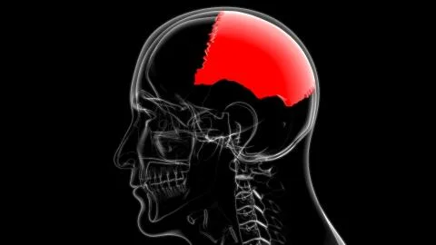 Human Skeleton Skull Parietal Bone Anatomy For Medical Concept Stock-Illustration