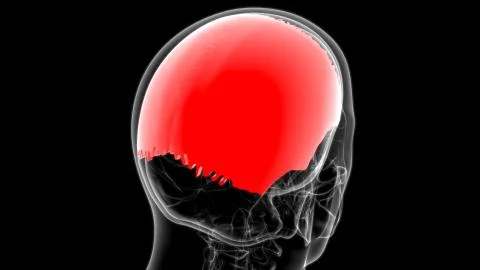 Human Skeleton Skull Parietal Bone Anatomy For Medical Concept Stock-Illustration