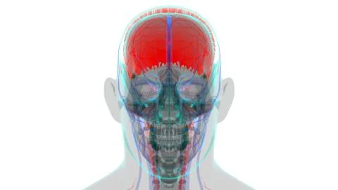 Human Skeleton Skull Parietal Bone Anatomy For Medical Concept Illustrazione stock