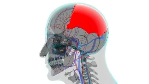 Human Skeleton Skull Parietal Bone Anatomy For Medical Concept Stock-Illustration