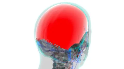 Human Skeleton Skull Parietal Bone Anatomy For Medical Concept Stock-Illustration
