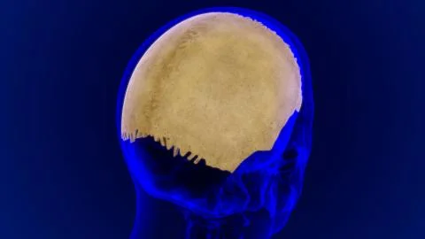 Human Skeleton Skull Parietal Bone Anatomy For Medical Concept Illustrazione stock