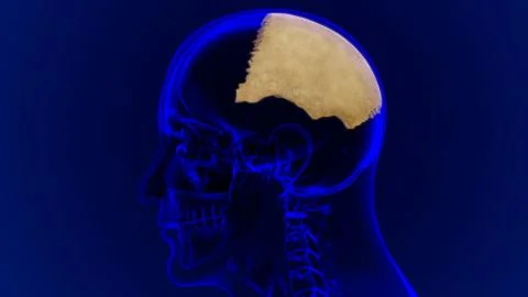 Human Skeleton Skull Parietal Bone Anatomy For Medical Concept Stock-Illustration