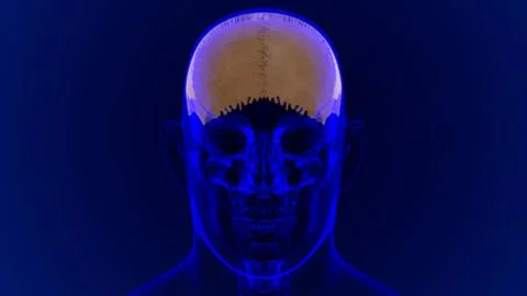 Human Skeleton Skull Parietal Bone Anatomy For Medical Concept Stock Illustration