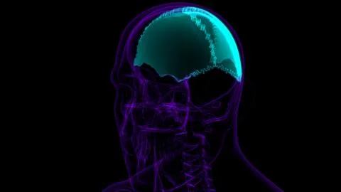 Human Skeleton Skull Parietal Bone Anatomy For Medical Concept Illustrazione stock