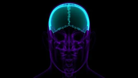 Human Skeleton Skull Parietal Bone Anatomy For Medical Concept Stock-Illustration