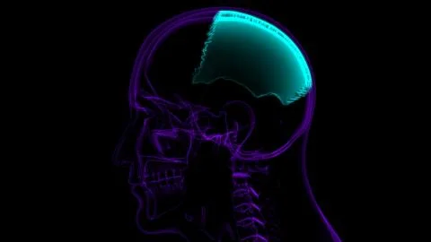 Human Skeleton Skull Parietal Bone Anatomy For Medical Concept Stock-Illustration