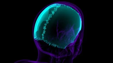 Human Skeleton Skull Parietal Bone Anatomy For Medical Concept Illustrazione stock