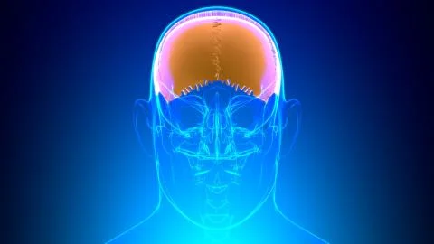 Human Skeleton Skull Parietal Bone Anatomy For Medical Concept Stock Illustration