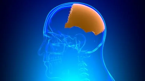 Human Skeleton Skull Parietal Bone Anatomy For Medical Concept Illustrazione stock