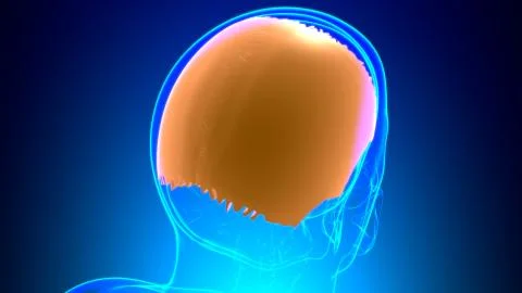 Human Skeleton Skull Parietal Bone Anatomy For Medical Concept Stock Illustration