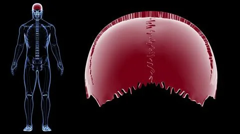 Human Skeleton Skull Parietal Bone Anatomy For Medical Concept Stock-Illustration