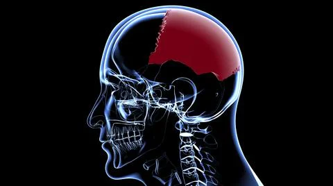 Human Skeleton Skull Parietal Bone Anatomy For Medical Concept Illustrazione stock