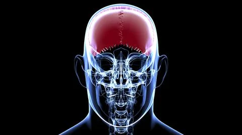 Human Skeleton Skull Parietal Bone Anatomy For Medical Concept Stock-Illustration