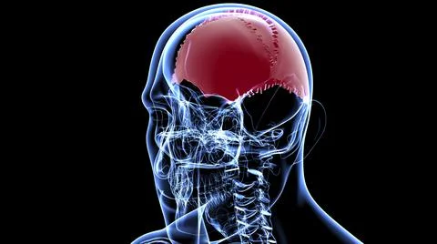 Human Skeleton Skull Parietal Bone Anatomy For Medical Concept Illustrazione stock