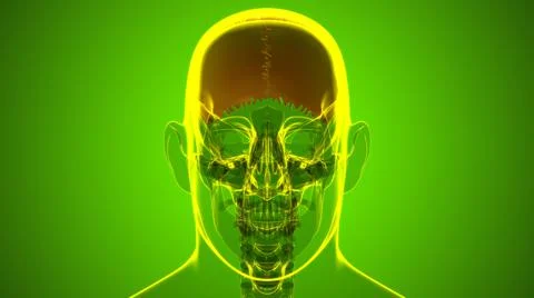 Human Skeleton Skull Parietal Bone Anatomy For Medical Concept Stock Illustration