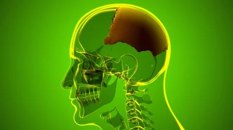Human Skeleton Skull Parietal Bone Anatomy For Medical Concept Stock-Illustration