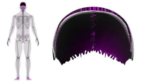 Human Skeleton Skull Parietal Bone Anatomy For Medical Concept Illustrazione stock