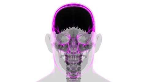 Human Skeleton Skull Parietal Bone Anatomy For Medical Concept Stock Illustration