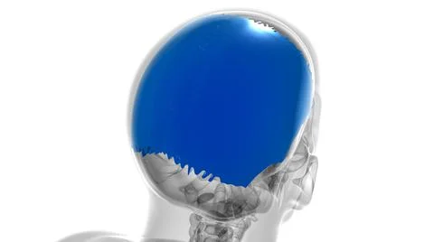 Human Skeleton Skull Parietal Bone Anatomy For Medical Concept Stock-Illustration