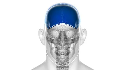 Human Skeleton Skull Parietal Bone Anatomy For Medical Concept Stock Illustration