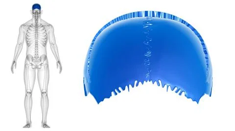Human Skeleton Skull Parietal Bone Anatomy For Medical Concept Stock-Illustration