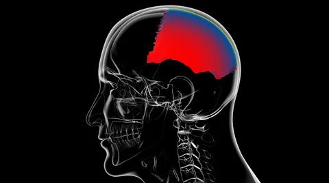 Human Skeleton Skull Parietal Bone Anatomy For Medical Concept Stock Illustration