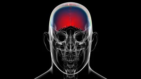 Human Skeleton Skull Parietal Bone Anatomy For Medical Concept Stock-Illustration