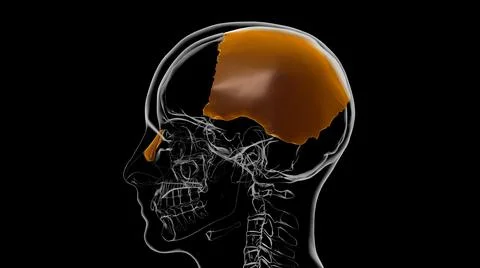 Human Skeleton Skull Parietal Bone Anatomy For Medical Concept 3D Stock-Illustration