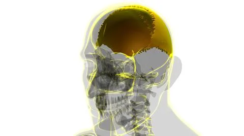 Human Skeleton Skull Parietal Bone Anatomy For Medical Concept Stock Illustration