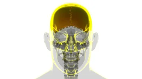 Human Skeleton Skull Parietal Bone Anatomy For Medical Concept Stock-Illustration