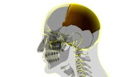 Human Skeleton Skull Parietal Bone Anatomy For Medical Concept Stock-Illustration