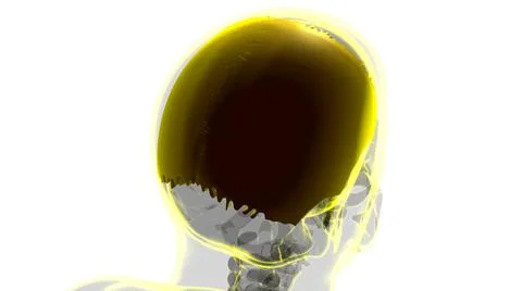 Human Skeleton Skull Parietal Bone Anatomy For Medical Concept Stock-Illustration