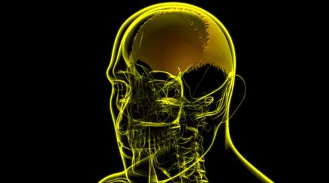 Human Skeleton Skull Parietal Bone Anatomy For Medical Concept Stock-Illustration