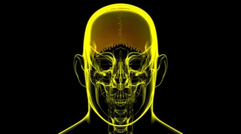 Human Skeleton Skull Parietal Bone Anatomy For Medical Concept Illustrazione stock