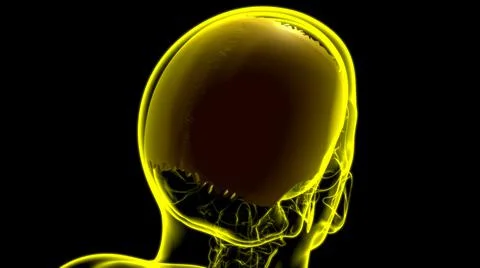 Human Skeleton Skull Parietal Bone Anatomy For Medical Concept Illustrazione stock