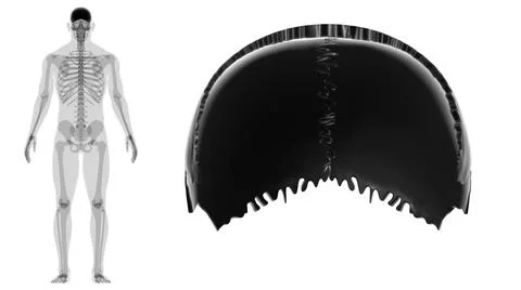 Human Skeleton Skull Parietal Bone Anatomy For Medical Concept Stock Illustration