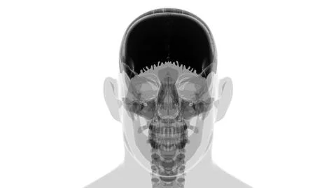 Human Skeleton Skull Parietal Bone Anatomy For Medical Concept Stock-Illustration