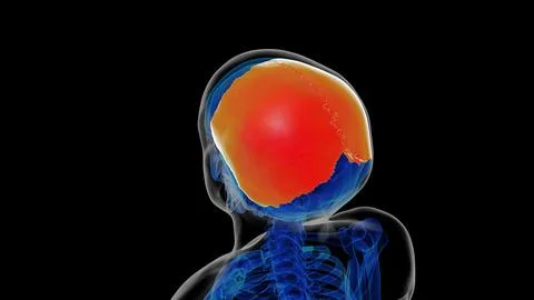 Human skeleton skull parietal bone anatomy for medical concept 3D rendering Illustrazione stock