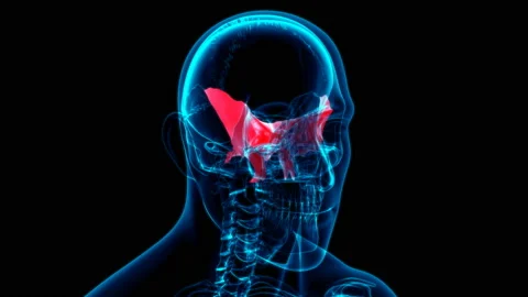 Human skeleton Skull Sphenoid Bone Anatomy Loopable 3D Illustration Stock Footage 136448370