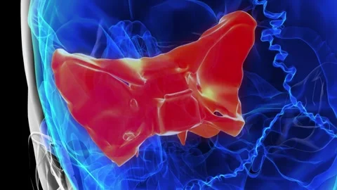 Human skeleton skull sphenoid bone anatomy for medical concept 3D rendering Stock Footage 277591143