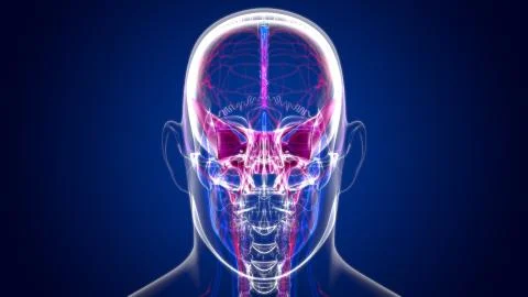 Human Skeleton Skull Sphenoid Bone Anatomy For Medical Concept Illustrazione stock