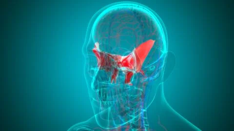 Human Skeleton Skull Sphenoid Bone Anatomy For Medical Concept Stock Illustration