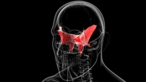 Human Skeleton Skull Sphenoid Bone Anatomy For Medical Concept Stock Illustration