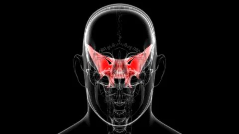 Human Skeleton Skull Sphenoid Bone Anatomy For Medical Concept 库存插图