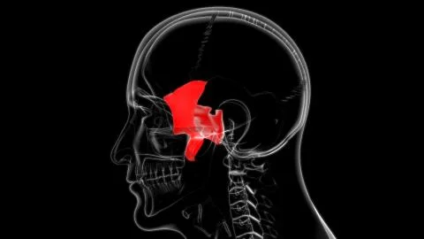 Human Skeleton Skull Sphenoid Bone Anatomy For Medical Concept 스톡 일러스트