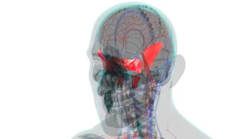Human Skeleton Skull Sphenoid Bone Anatomy For Medical Concept 库存插图