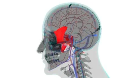 Human Skeleton Skull Sphenoid Bone Anatomy For Medical Concept Stock Illustration